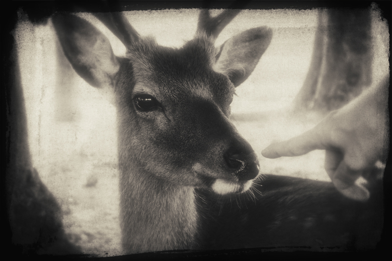 Die stolzen Rehe von Miyajima